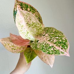 Aglaonema orange stardust Plant