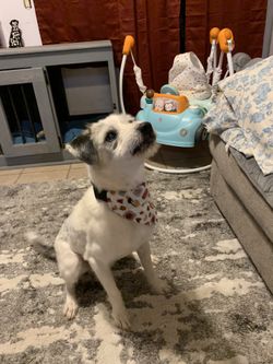 Pet Bandanna for collars