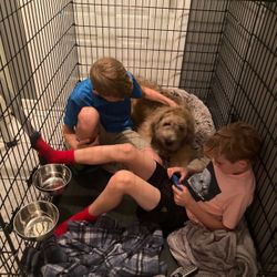 XXL Dog Crate + Pan  - Cage, Kennel
