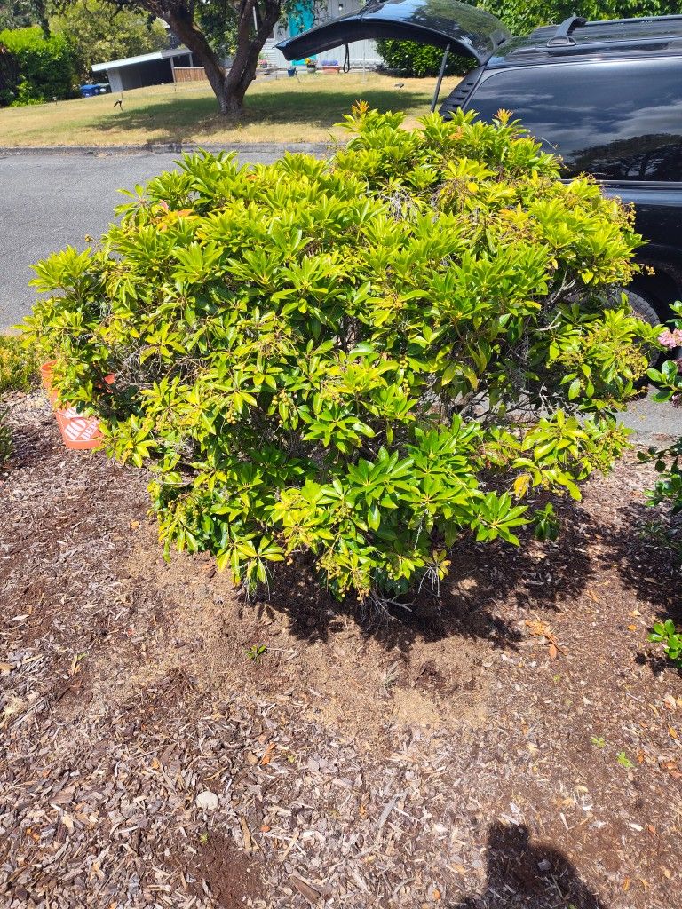Free Established Bush (You Dig)