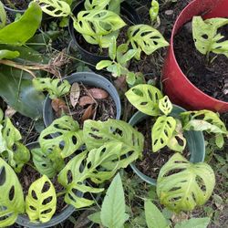 Mostera Plant 🪴- 6” Pot