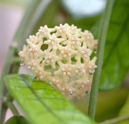 Hoya Globulosa fuzzy leaves