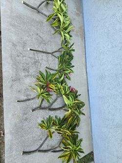Plumaria plants