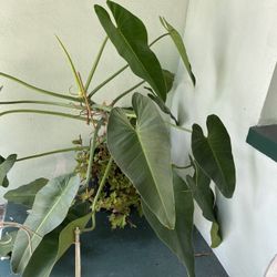 Large philodendron also have coleus growing around it entire pot for $40