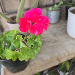 Trailing Geranium
