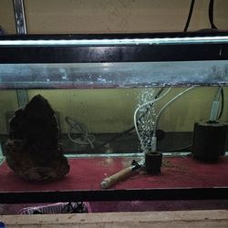 40 Gallon Fish Tank