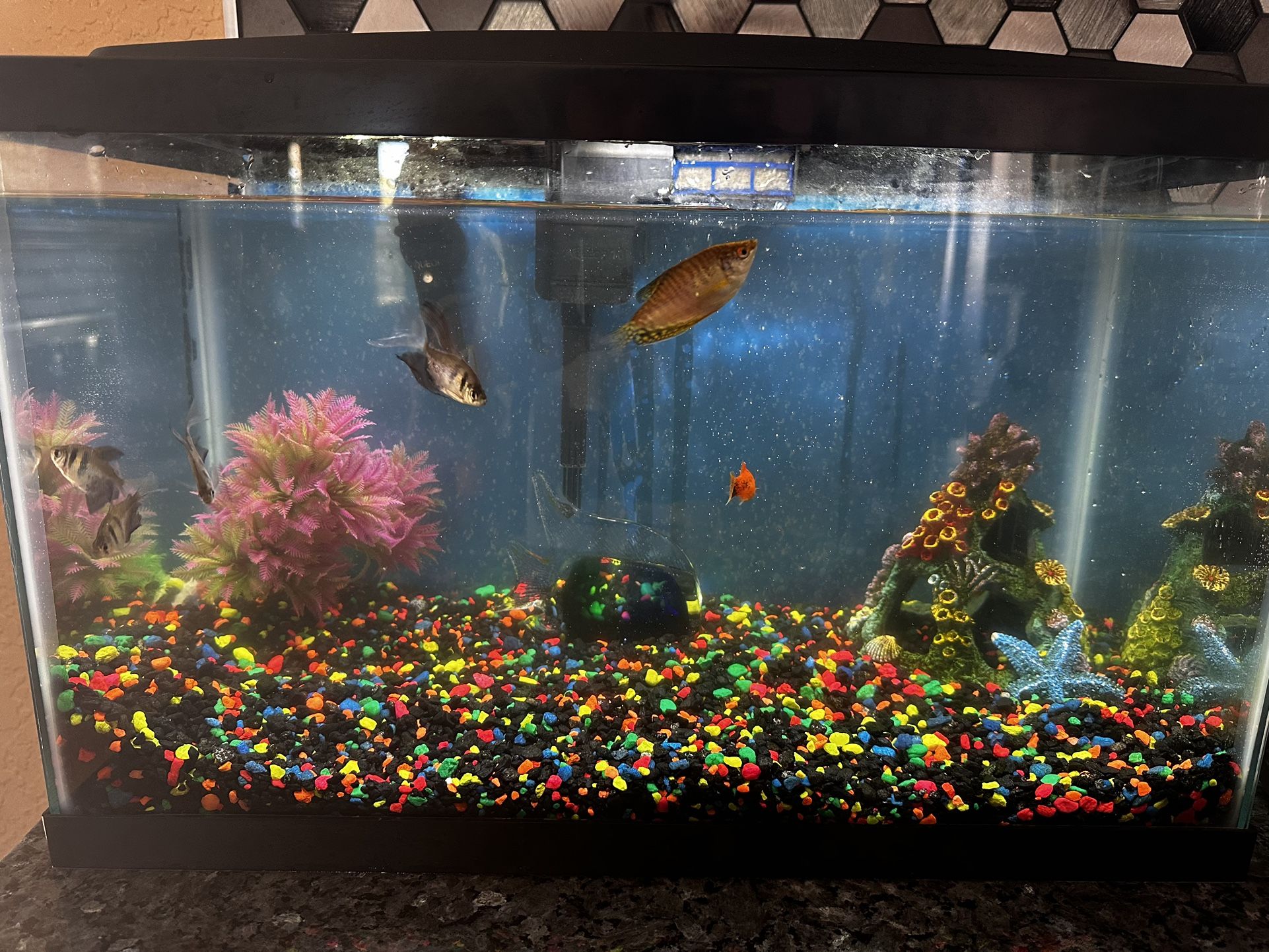 20 Gallons Fish tank 