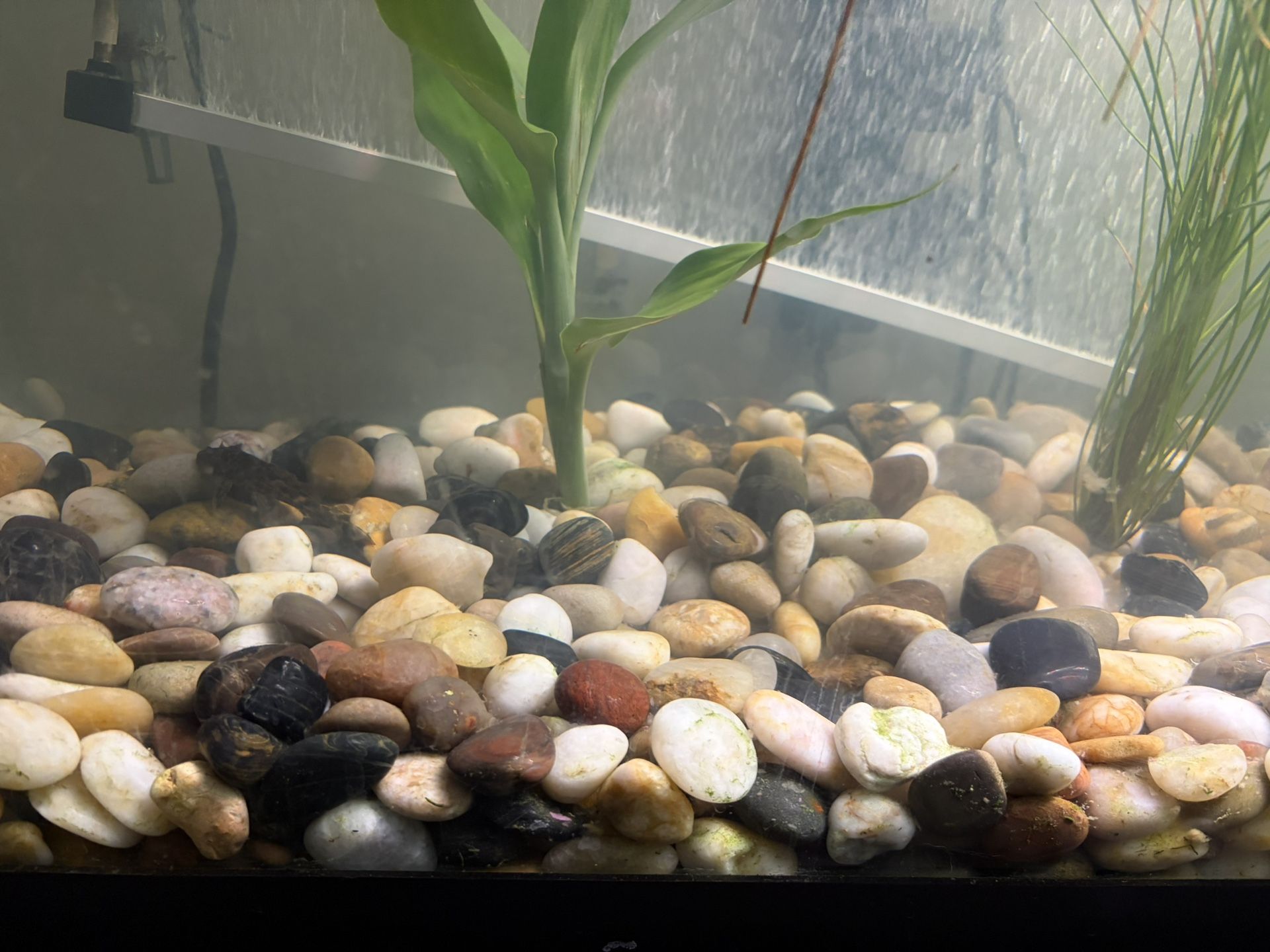 River Exotic large Pebbles