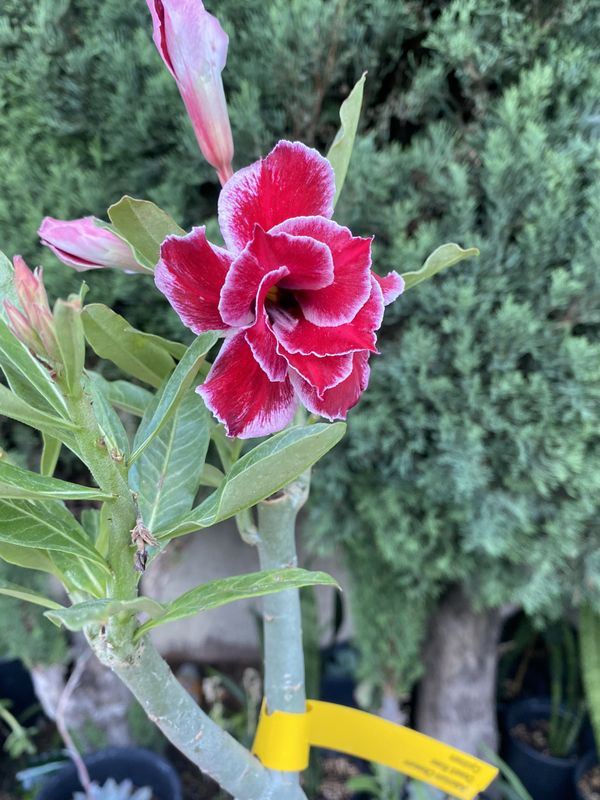 Desert rose for Sale in Cypress, CA OfferUp