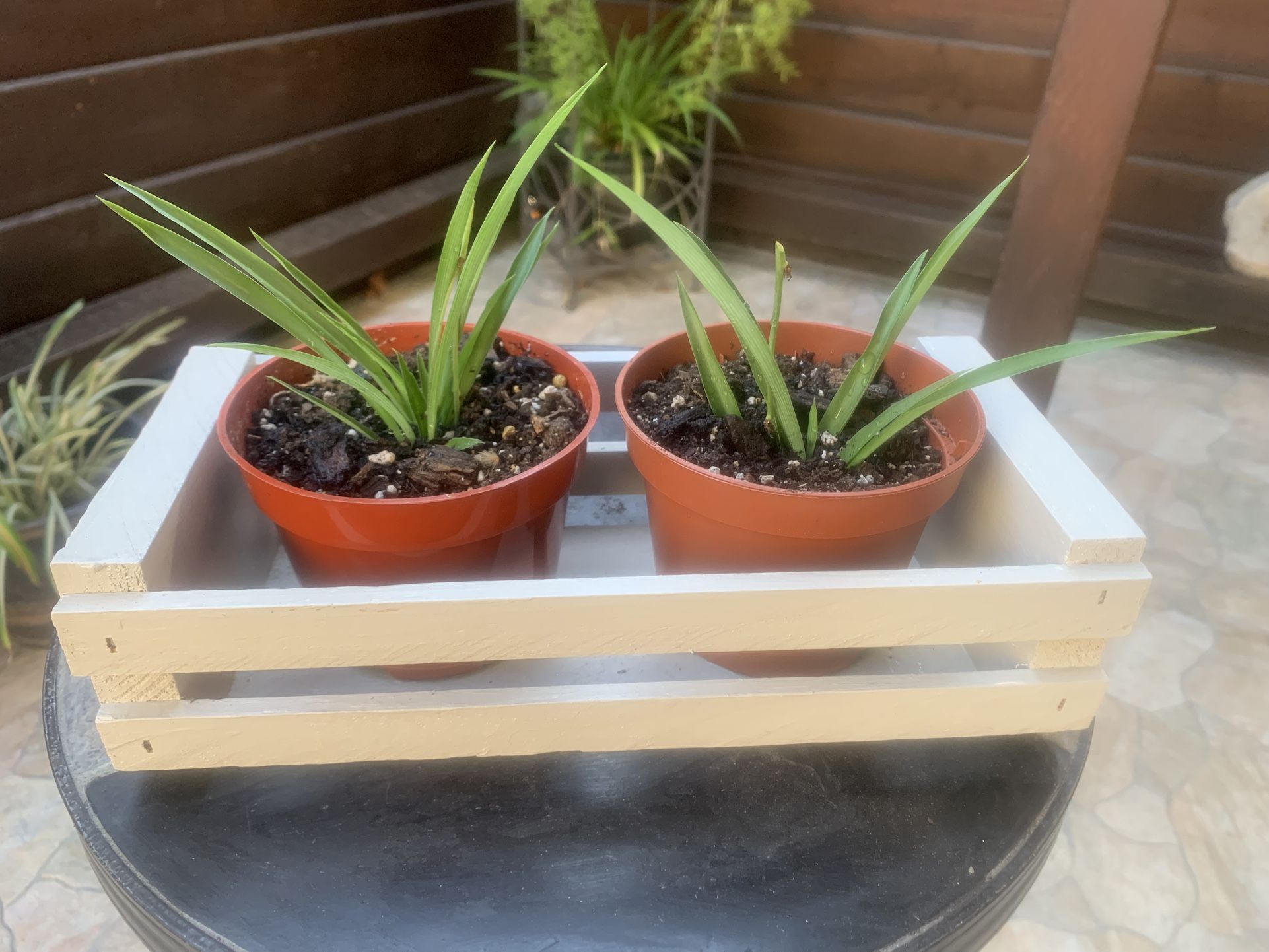 Plants With Pots And Decorative Crate, 3 Piece Set For $10