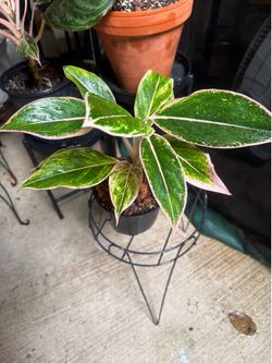 Aglaonema pink