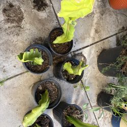  dragon fruit plants in black pots.