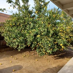 LEMONS