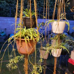 Hanging Potted Spider Plants