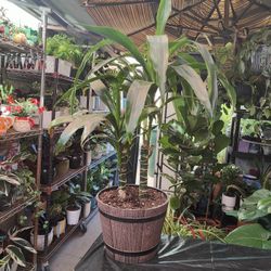 Today Only $15 Each One Indoor Plant 