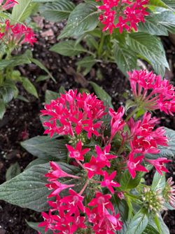 Rosal Nokauts Maceta grande de 10  galones, 40  dolares