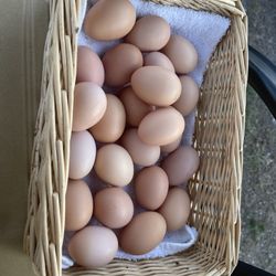Fresh Organic Eggs 