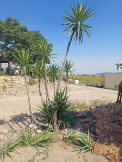 Yucca Palm Tree Pups Assorted Bunch $15