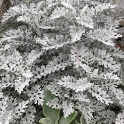 Dusty Miller Perennial Plant With Beautiful Foliage. 