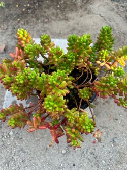 Planta