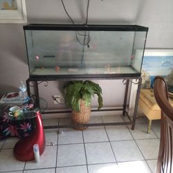 Big Fish Tank