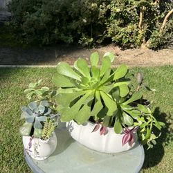 $20 Special Succulent Planter