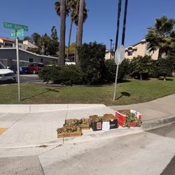 Free Succulent Clippings