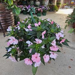 Impatiens Beautiful And Healthy HANGING BASKETS PLANTS ARRIVED. $14 each