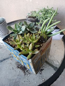 Succulents plant's
