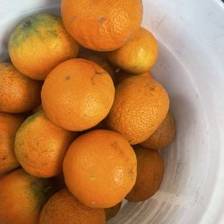 Free 10 organic tangerine 🍊