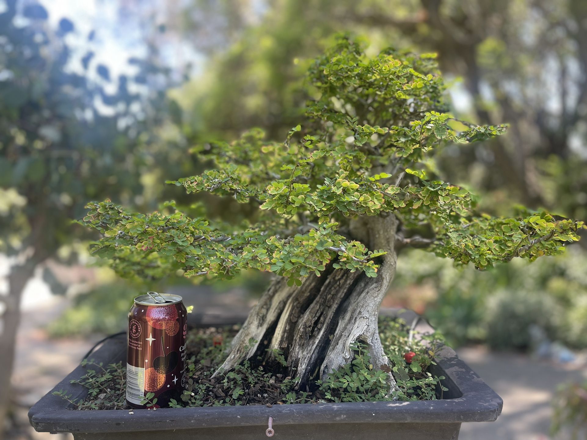 Old Huge Campeche Bonsai Tree