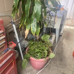 Planta 
