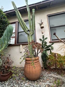 Beautiful cactus flowerpot