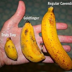 Truly Tiny Banana Great For Pots 