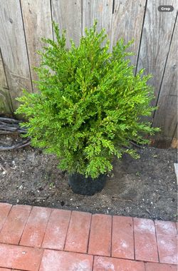 Plant