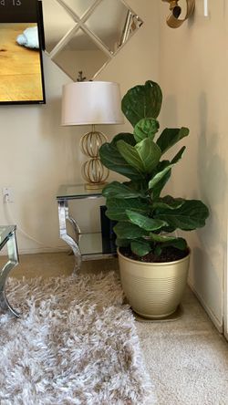 Indoor natural plant