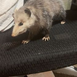 TAXIDERMY possum