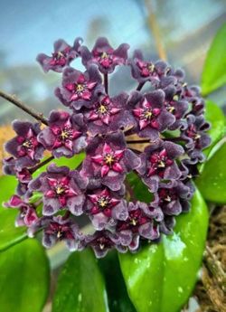 Mature Hoya Hawaiian Purple 1m 60 cm