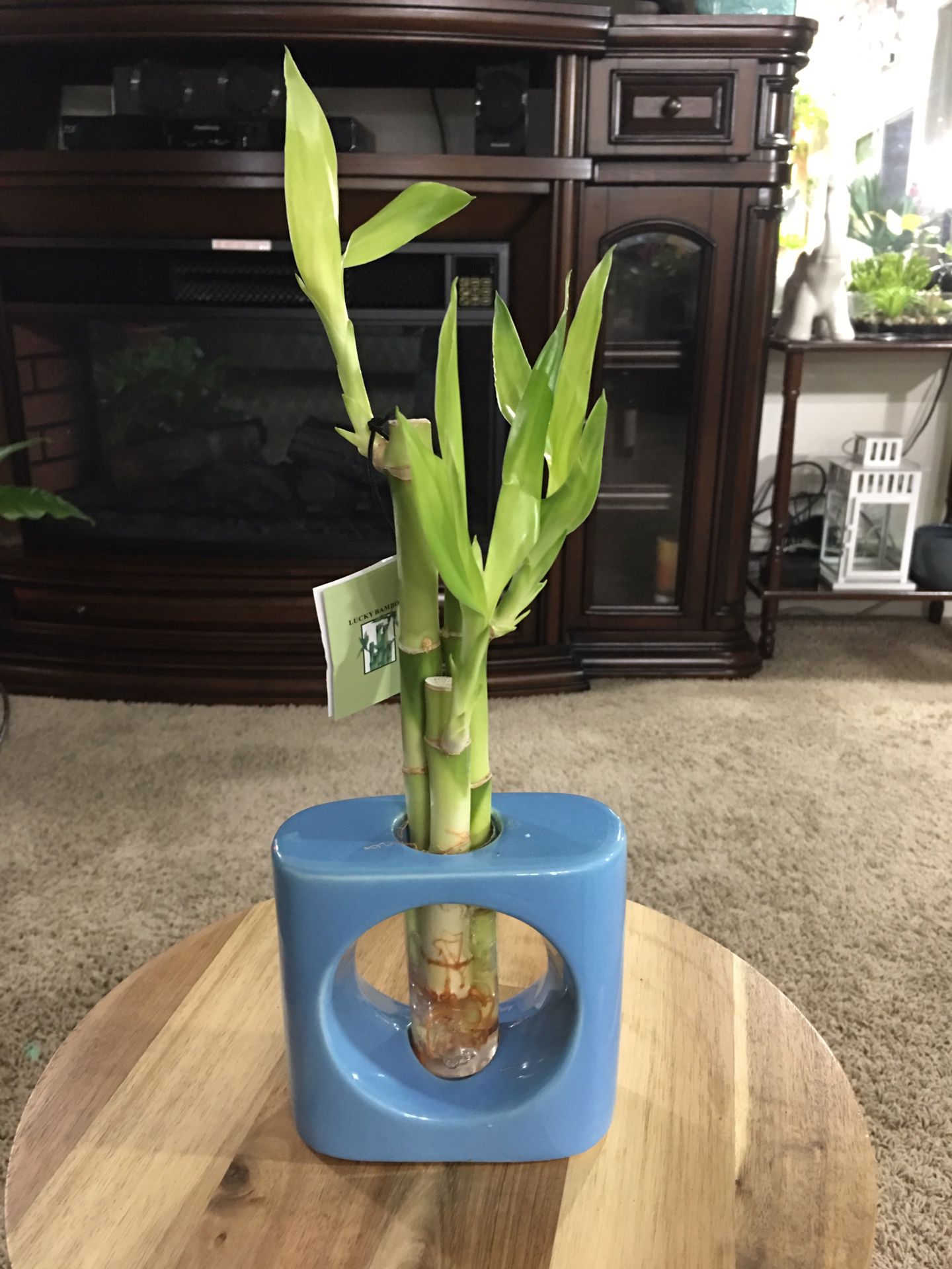 Lucky Bamboo (Real!)