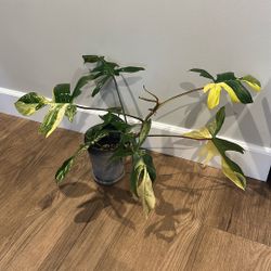 Philodendron Florida Beauty