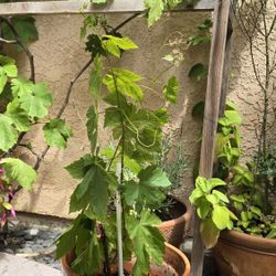 Red Seedless Grapes Potted Plant