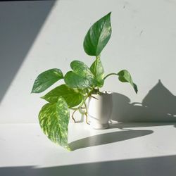 Lush Trailing High Variegation Pothos Money Plant/ House Plant/ Indoor Plant Flower Patio Garden 