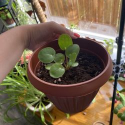 Baby Money Plant