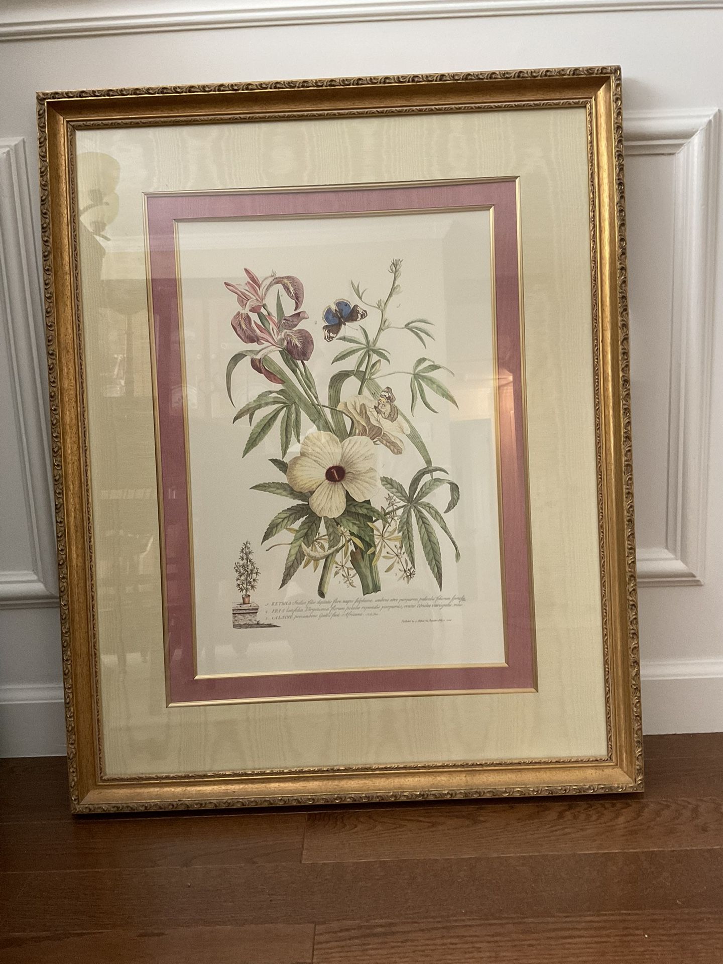 Two Vintage Botanical Prints, G.D. Ehert, 30” X 24”