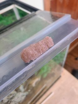 Free Mystery snail eggs