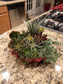 Succulent arrangement