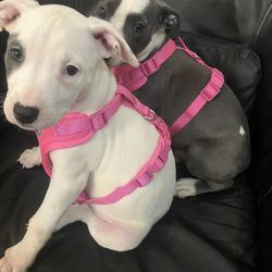 Puppy Food Puppy Harness 