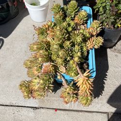 Succulents For Sale 
