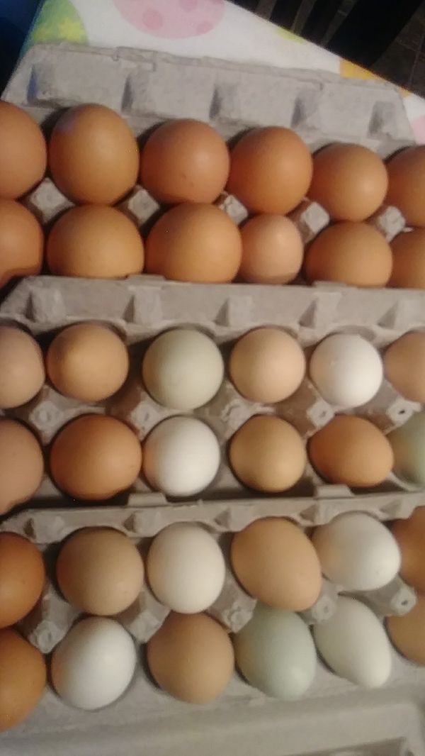 FRESH CHICKEN EGGS for Sale in Wilmington, MA OfferUp