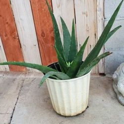 Medicinal Aloe VERA PLANT 